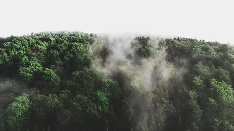 Fantasy Trees