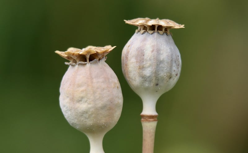 Magic Seed Planting