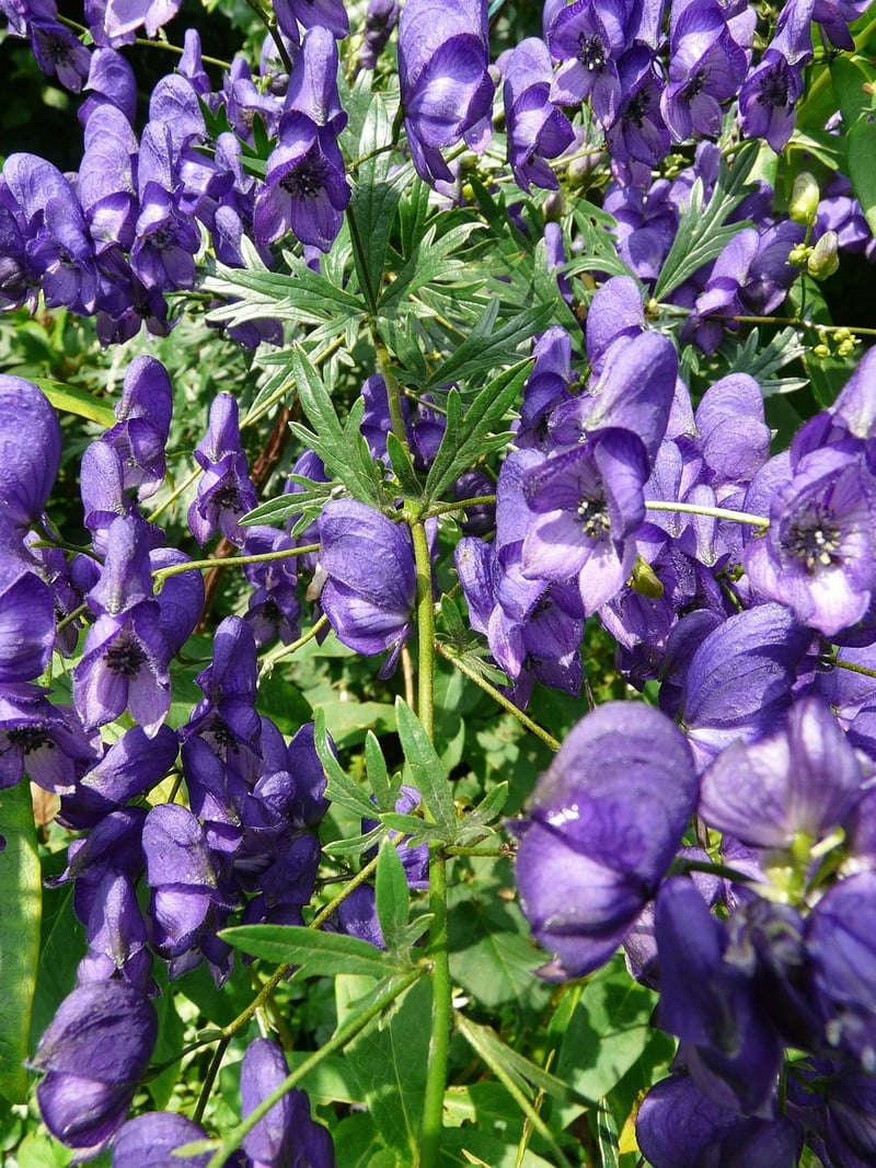 Wolfsbane